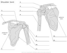 Shoulder Joint - Bony Landmarks, Shoulder Girdle Diagram Bony Landmarks, Scapula Bone, Shoulder Anatomy, The Skeletal System, Shoulder Girdle, Start Studying, Forensic Anthropology