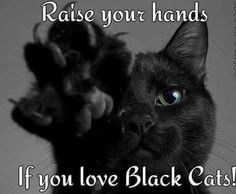 a black cat with its paw on top of it's head and the words raise your hands if you love black cats