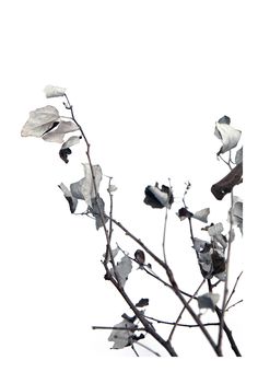 a branch with white flowers on it against a white sky in the fall or winter