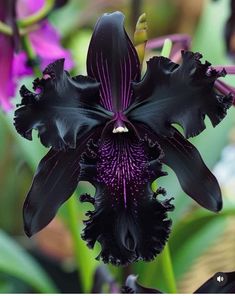 a purple and black flower with green leaves