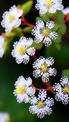 small white flowers with yellow centers and green leaves