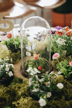 a table topped with lots of plants and flowers under a glass dome filled with water