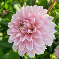 a pink flower with green leaves in the background