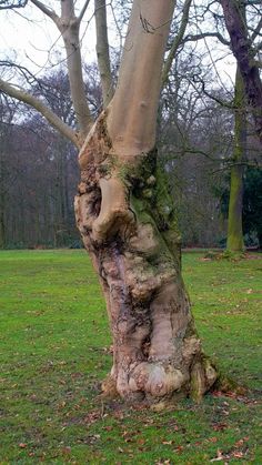 a tree that is in the grass with some leaves on it's trunk and branches