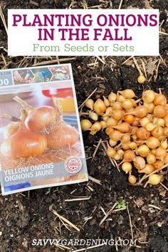 some onions are laying on the ground and next to a book about planting onions in the fall