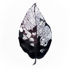 a drawing of a leaf with black and white leaves on it's back side