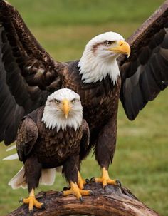 Les Aigles - Eagels