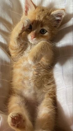 an orange kitten is laying on its back with it's paws in the air