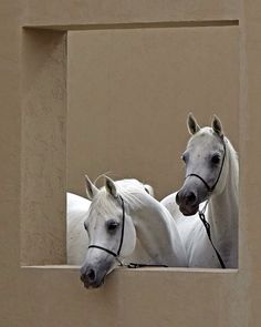 two white horses standing next to each other in a window sill with their heads resting on the windowsill