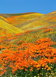 a field full of orange and yellow flowers with hills in the backgrouund