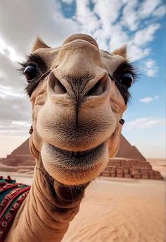 a close up of a camel's face with the pyramids in the background