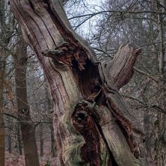 an old tree in the middle of a forest