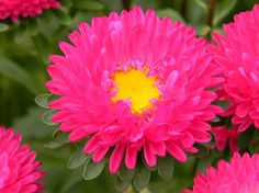 pink flowers with yellow center surrounded by green leaves