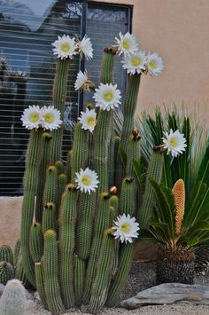 a large cactus with white flowers in front of a building