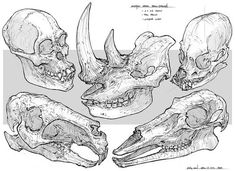 three skulls with long horns and two large heads, all in different positions to look like they