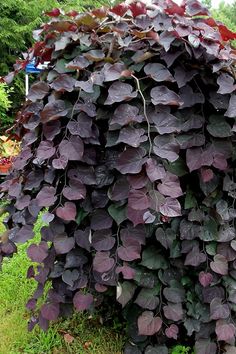 a large purple plant with lots of green leaves on it's side in the grass