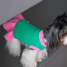 a small dog wearing a green and pink shirt