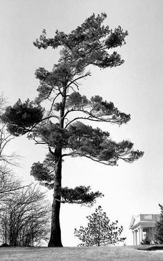 a black and white photo of a large pine tree in front of a small house