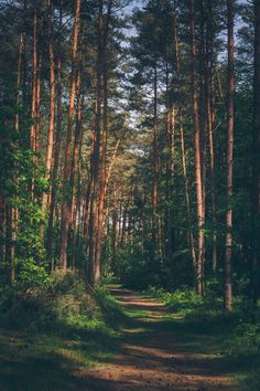 a dirt road in the middle of a forest with lots of trees on both sides