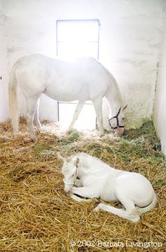 a white horse and its foal in a barn with hay on the floor