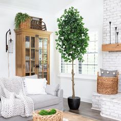 a living room filled with furniture and a potted tree