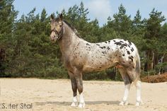 a brown and white horse standing on top of a dirt field next to trees in the background