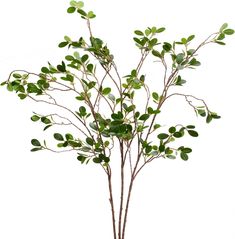 a potted plant with green leaves in it on a white background, ready to be used as a centerpiece