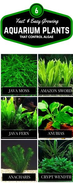 an image of aquarium plants that control algae