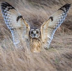 an owl spreads its wings while standing in tall grass