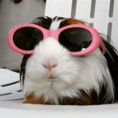 19 Guinea Pigs You Can't Believe Even Exist - The Dodo Guinea Pig, Pigs, Sunglasses, Pink