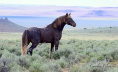 a brown horse standing on top of a lush green field