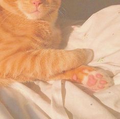 an orange cat laying on top of a white bed covered in sheets and blankets with its paw resting on the pillow