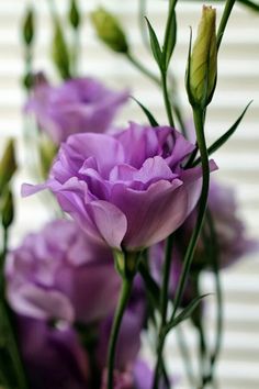 purple flowers are in a vase on a table