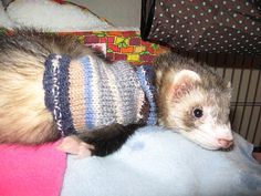 a ferret wearing a sweater on top of a bed