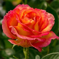 a red and yellow rose with green leaves