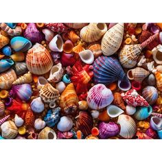 many different colored shells are grouped together