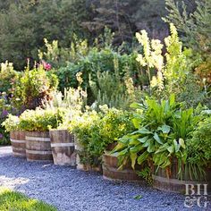 a garden filled with lots of different types of plants