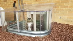 a cat is sitting in an enclosure with wood chips on the ground next to it