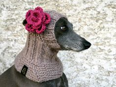 a dog wearing a knitted hat with flowers on it