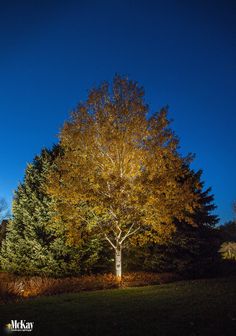 an illuminated tree in the middle of a field