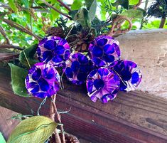 purple flowers in a pot on a wooden ledge