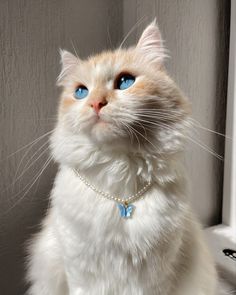 an orange and white cat sitting on top of a window sill