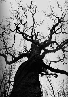 the top of a tall tree with no leaves on it's branches in black and white