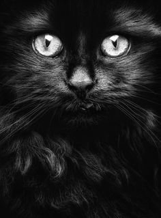 a black and white photo of a cat's face