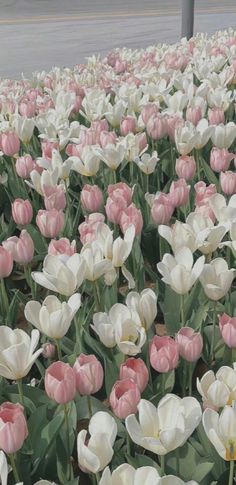 many pink and white tulips in a field