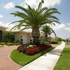 a palm tree sitting in the middle of a driveway next to a house with red flowers