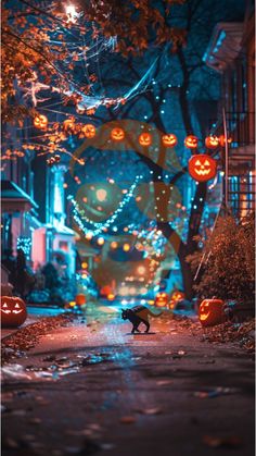 a black cat walking down a street with pumpkins hanging from it's ceiling