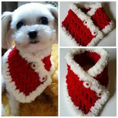 a small white dog wearing a red and white crocheted scarf with buttons on it's collar