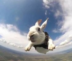 a white rabbit is flying through the air with his head in the air and it's ears out