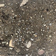 the ground is covered with rocks and gravel, as if it were dirt or rock